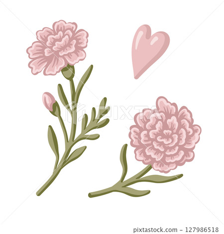 Carnation flower set with heart in pink and green tones. Hand drawn cartoon vector illustration shows blooming dianthus in vintage floral style. Ideal for card invitation, birthday and nature design. Carnation flower set with heart in pink and green tones. Hand drawn cartoon vector illustration shows blooming dianthus in vintage floral style. Ideal for card invitation, birthday and nature design. 127986518