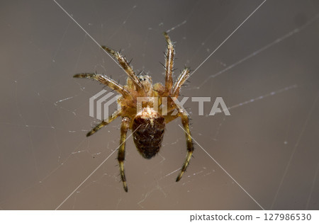 Macro Shot of Spider Hanging on Web 127986530