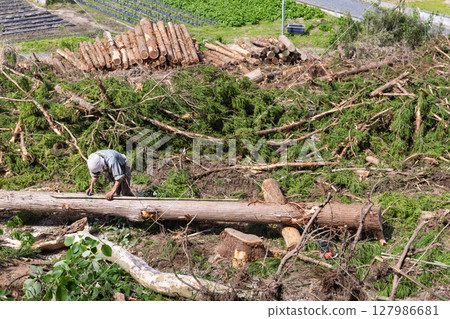 Felling work on the mountain behind the house using a chainsaw. Cutting logs to size. Felling work on the mountain behind the house using a chainsaw. Cutting logs to size. 127986681