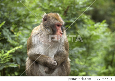 Japanese Macaque, Macaca fuscata on the Affenberg, monkey mountain, Landskron, Carinthia, Austria 127986693