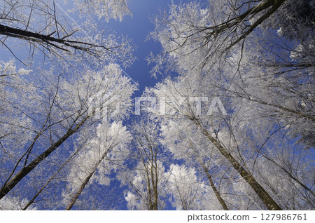 Hoar-frost on deciduous forest, low angle view Hoar-frost on deciduous forest, low angle view 127986761