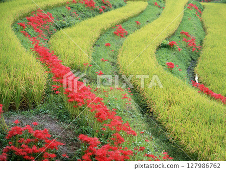 Gardeningand flowers on meadow at sunny day. High quality photo 127986762