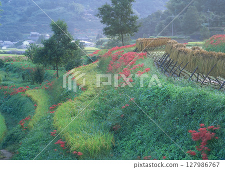 Garden with trees and flowers surrounded Garden with trees and flowers surrounded 127986767