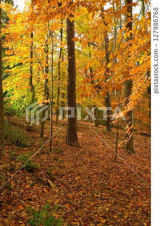 Forest, autumn tree Forest, autumn tree 127986768