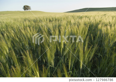 Wheatfield in rural landscape, spring. High quality photo 127986786