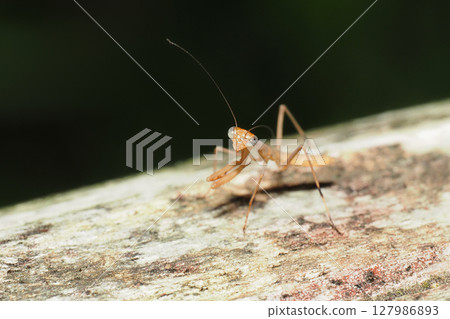 Wolframaki的幼蟲 Wolframaki的幼蟲 127986893