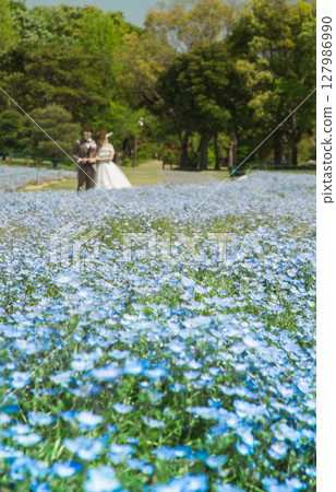 Wedding ceremony in a park with blooming nemophila and blue skies at Lake Hamana Garden Park 3 Wedding ceremony in a park with blooming nemophila and blue skies at Lake Hamana Garden Park 3 127986990