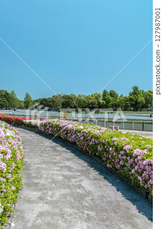Flowers blooming in the park, Lake Hamana Garden Park under the blue sky, gardening, spring flowers, blooming in profusion 127987001