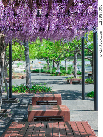 紫藤架公園、園藝、春季百花盛開、濱名湖花園公園 紫藤架公園、園藝、春季百花盛開、濱名湖花園公園 127987006
