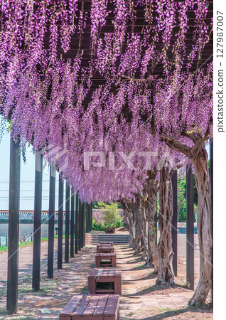 散步道上的紫藤花 園藝 春花爛漫 濱名湖庭園 散步道上的紫藤花 園藝 春花爛漫 濱名湖庭園 127987007