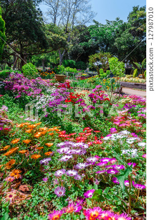 園藝 春花爛漫 濱名湖花園公園 5 園藝 春花爛漫 濱名湖花園公園 5 127987010