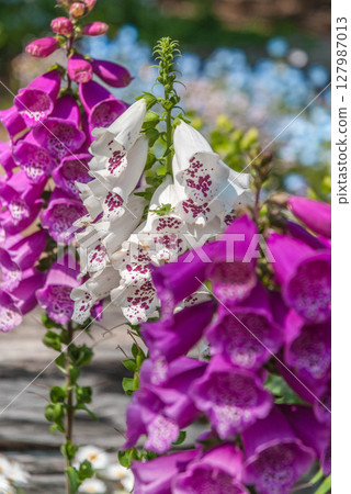 園藝 春天百花齊放 濱名湖花園公園 3 園藝 春天百花齊放 濱名湖花園公園 3 127987013