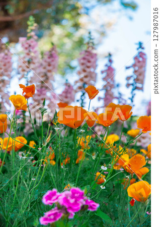 園藝 濱名湖花園公園春季百花盛開 127987016