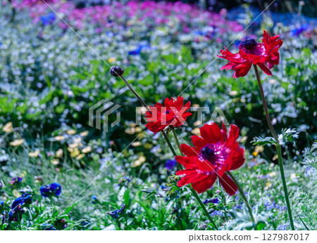 濱名湖花園公園銀蓮花紅花 127987017