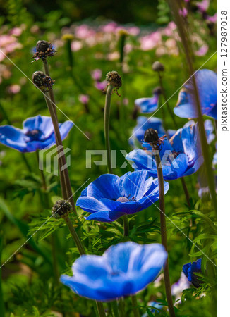 濱名湖花園公園銀蓮花藍花 濱名湖花園公園銀蓮花藍花 127987018