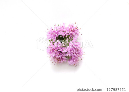 Bouquet of monarda flowers on white background Bouquet of monarda flowers on white background 127987351