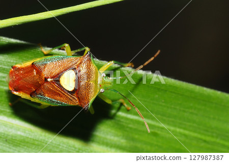 Esakimon stink bug 127987387