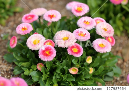 Cute daisy flowers 127987664