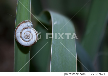white snail on a green yucca leaf white snail on a green yucca leaf 127987671