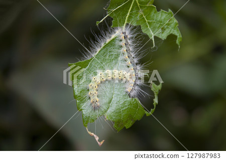 A caterpillar eats a leaf A caterpillar eats a leaf 127987983