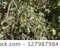 caterpillar eats branches 127987984