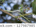 caterpillar is damaging the leaf 127987985