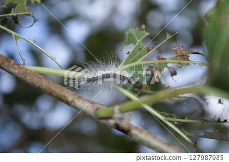 caterpillar is damaging the leaf caterpillar is damaging the leaf 127987985