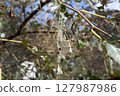 caterpillar is destroying a leaf 127987986