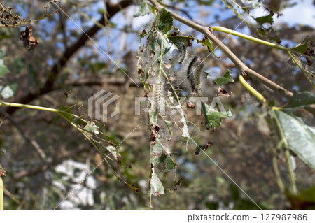 caterpillar is destroying a leaf 127987986