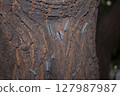 caterpillar on a tree 127987987