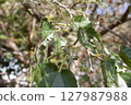 caterpillar on leaves 127987988