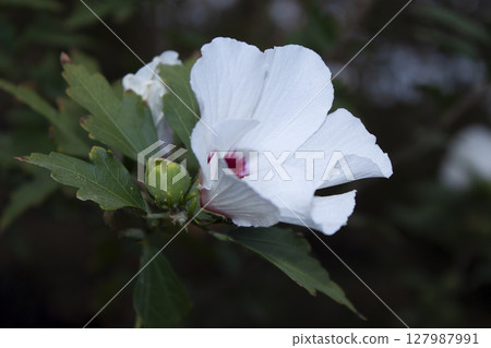 hibiscus_white hibiscus_white 127987991