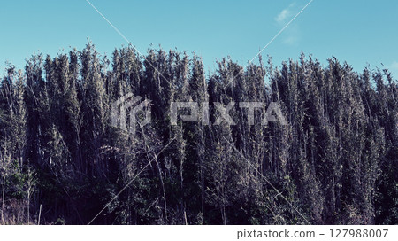 Blue sky and bamboo grove 127988007