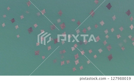 Aerial shot of a large formation of drone rays 127988019