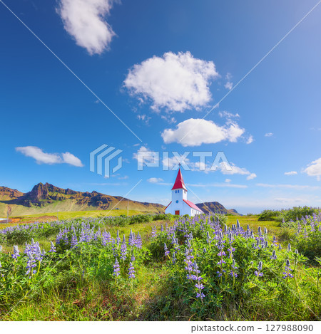 Ramarkable view of Vikurkirkja christian church in blooming lupine flowers. 127988090