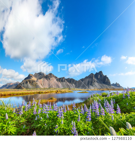 Amazing  sunny day and lupine flowers on Stokksnes cape in Iceland. 127988110