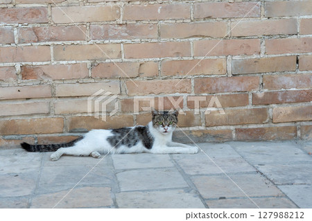 一隻貓在舊磚牆和鵝卵石上休息 127988212
