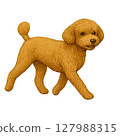 Illustration of a walking toy poodle 127988315