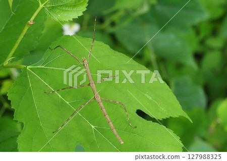 Nanafushi(Nanafushidomoki) Nanafushi(Nanafushidomoki) 127988325