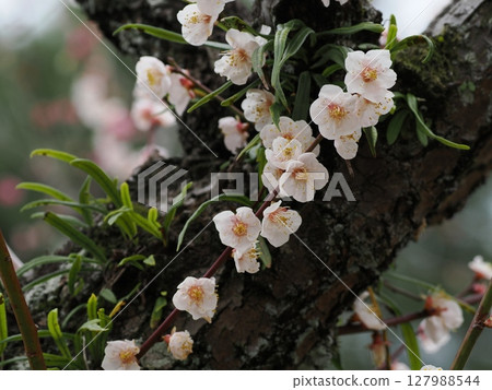 Blooming in the margins of light - Beppu Park's February white plum blossoms Blooming in the margins of light - Beppu Park's February white plum blossoms 127988544