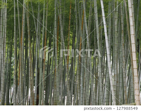 A tranquil area of bamboo trees - Beppu, deep in the shade 127988549