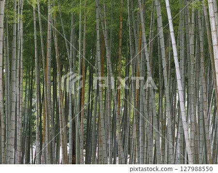 Vertical stripes in the shade - A tranquil view of Bamboo in Beppu 127988550