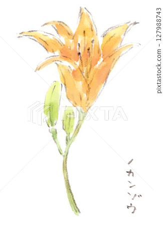 A watercolor illustration of an early summer, rainy season, and summer plant, a roadside orange-flowered daylily 127988743