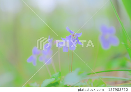 春季森林中盛開的立端堇菜 春季森林中盛開的立端堇菜 127988750