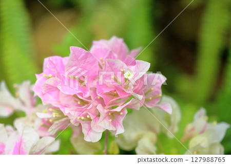 Refreshing bougainvillea flowers Refreshing bougainvillea flowers 127988765