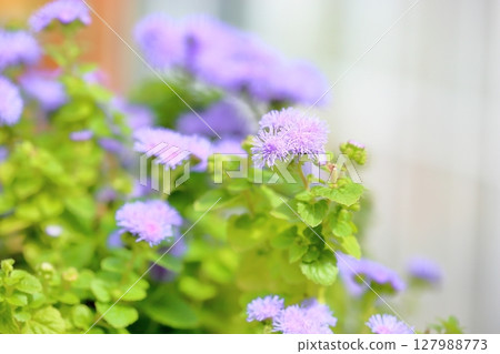 Agereatum Flower Agereatum Flower 127988773