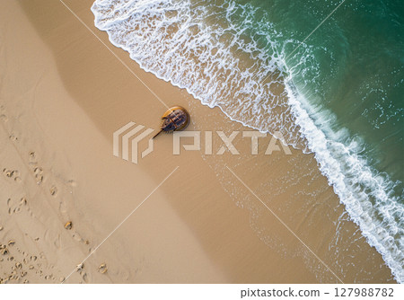 A horseshoe crab walking along the edge of the sand 127988782