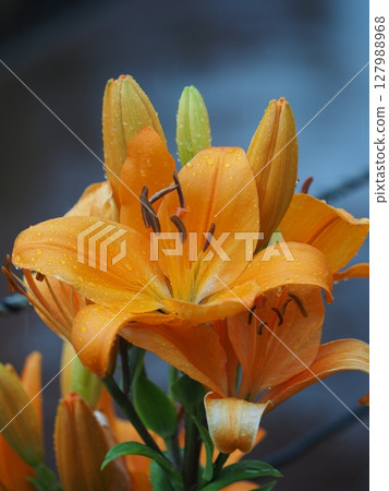 Lily wet in the rain Lily wet in the rain 127988968