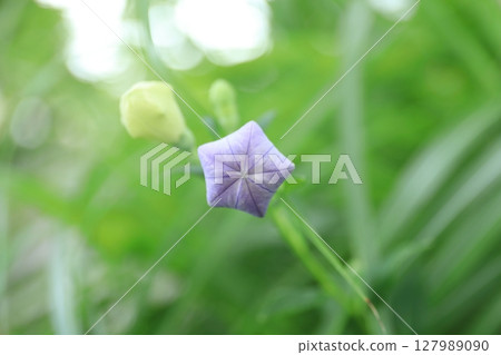 Bellflower (bud) Bellflower (bud) 127989090