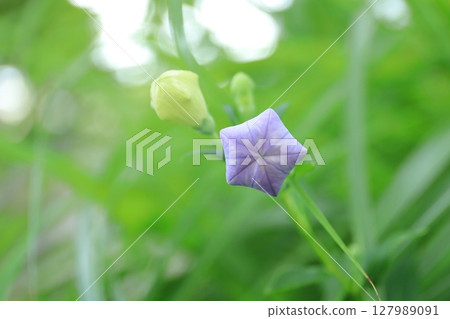 風鈴草(芽) 風鈴草(芽) 127989091